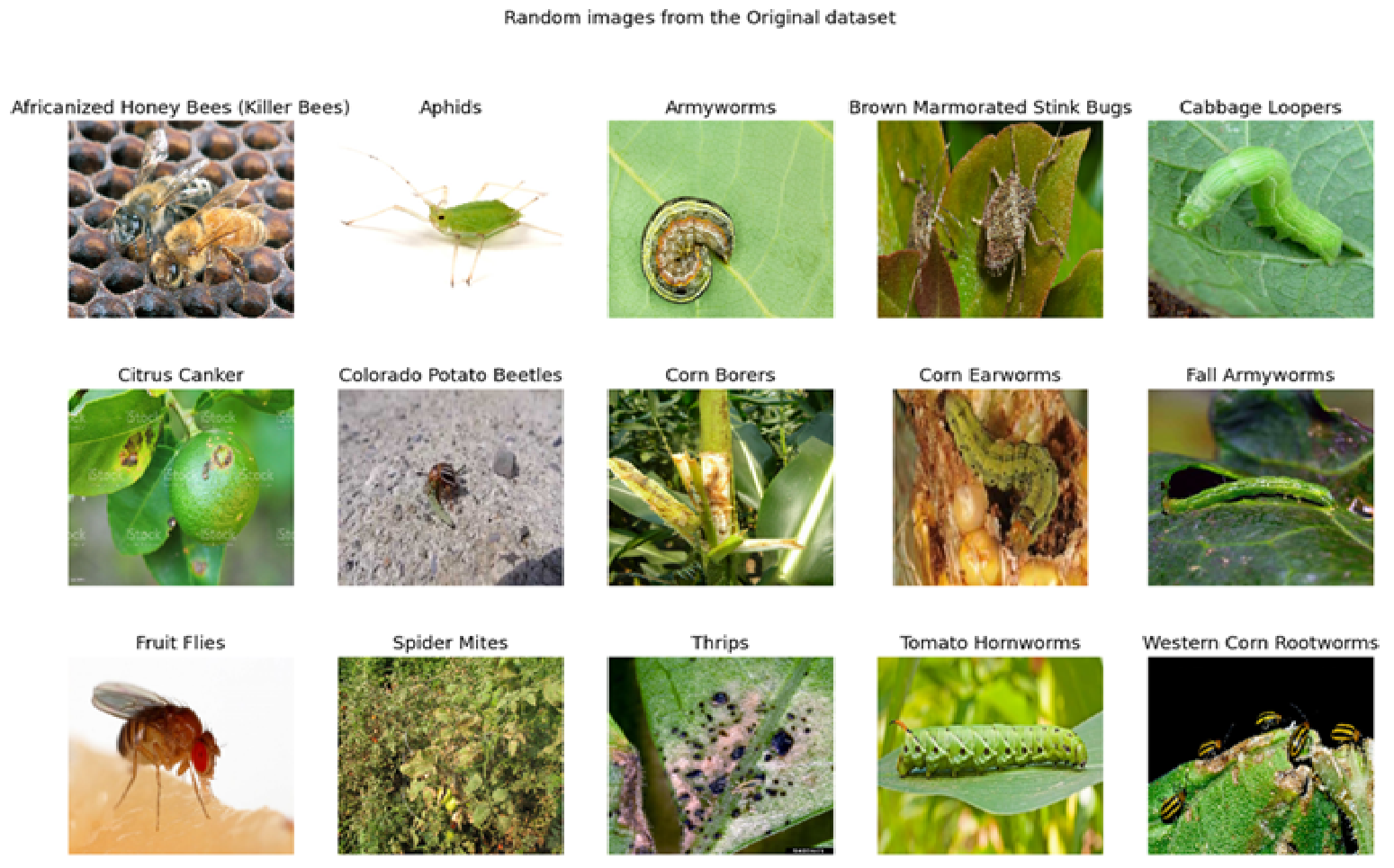 Insects